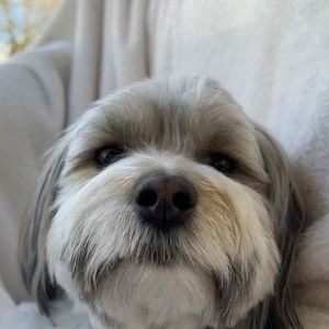 Meet your Posher, Brady